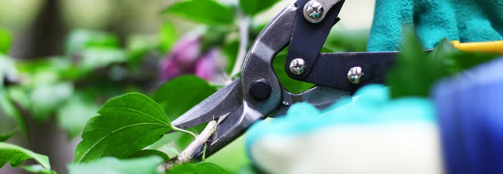 Gartenschere schneidet Ast